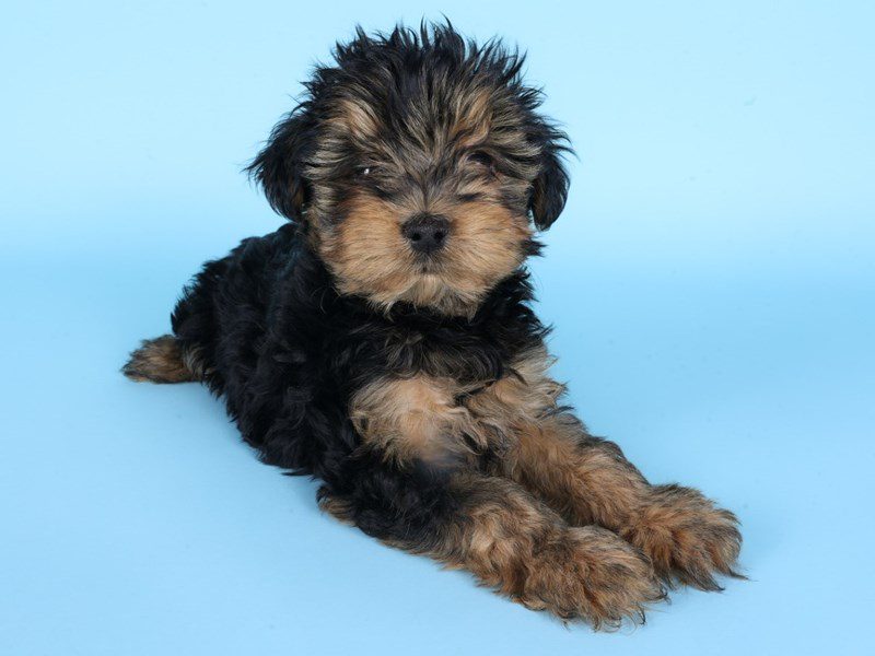 [#14933] Black & Tan Male Morkie Puppies For Sale #2