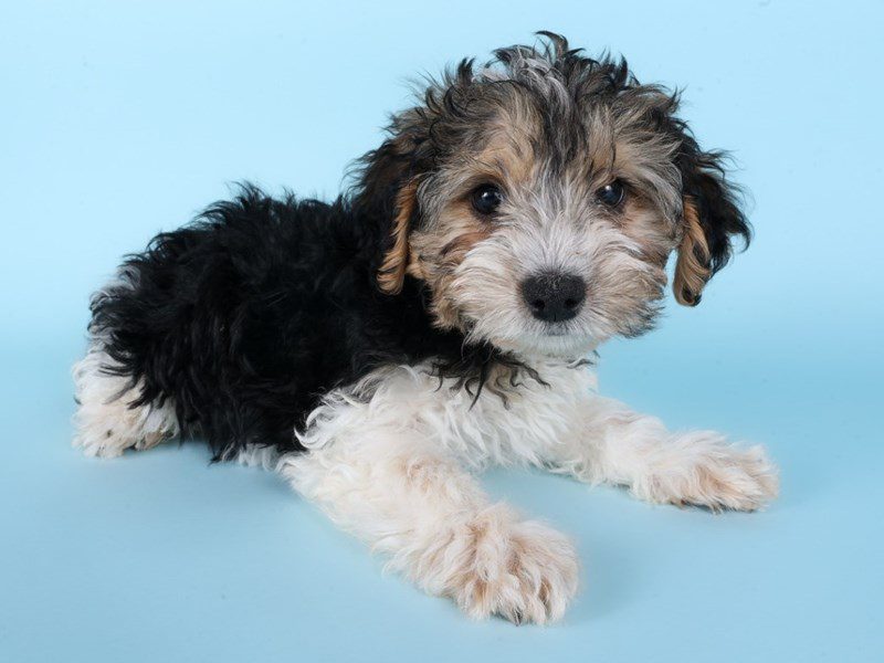 [#14928] Tri-Colored Male Morkiepoo Puppies For Sale #2