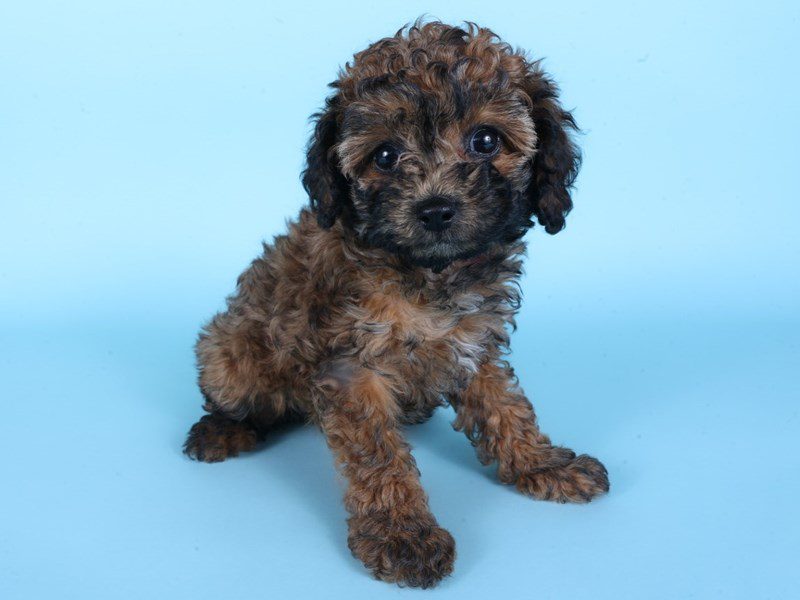 [#14927] Red Sable Female Cavapoo Puppies For Sale #2