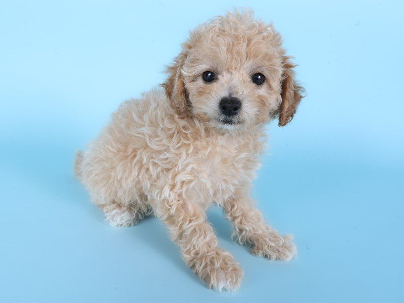 [#14926] Apricot Female Cavapoo Puppies For Sale #2