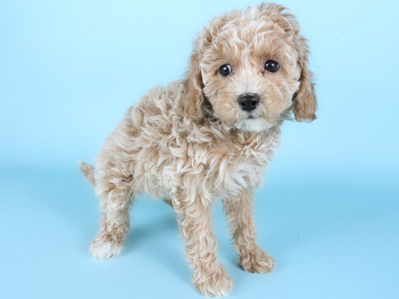 [#14924] Apricot Female Cavapoo Puppies For Sale #2