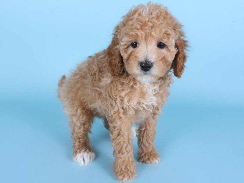 [#14923] Apricot Male Cavapoo Puppies For Sale #2