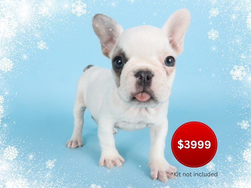 [#14848] White/Fawn Female French Bulldog Puppies For Sale #3