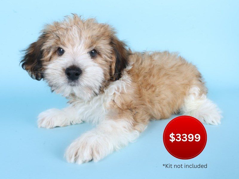 [#14929] Fawn and White Male Morkiepoo Puppies For Sale #3