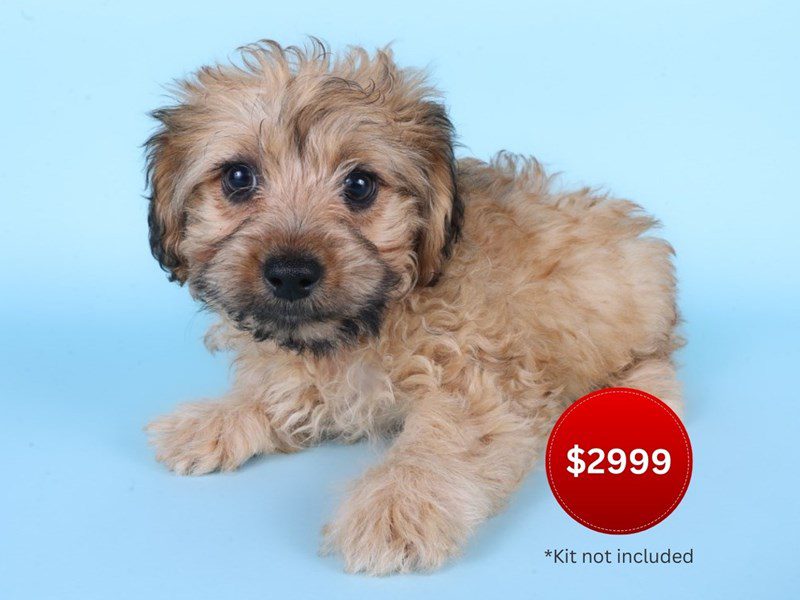 [#14930] Fawn Female Morkiepoo Puppies For Sale #3