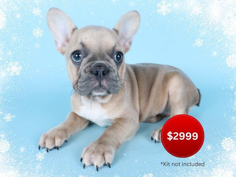 French Bulldog-Dog-Female-Blue/Fawn-5080703-XO PUPS