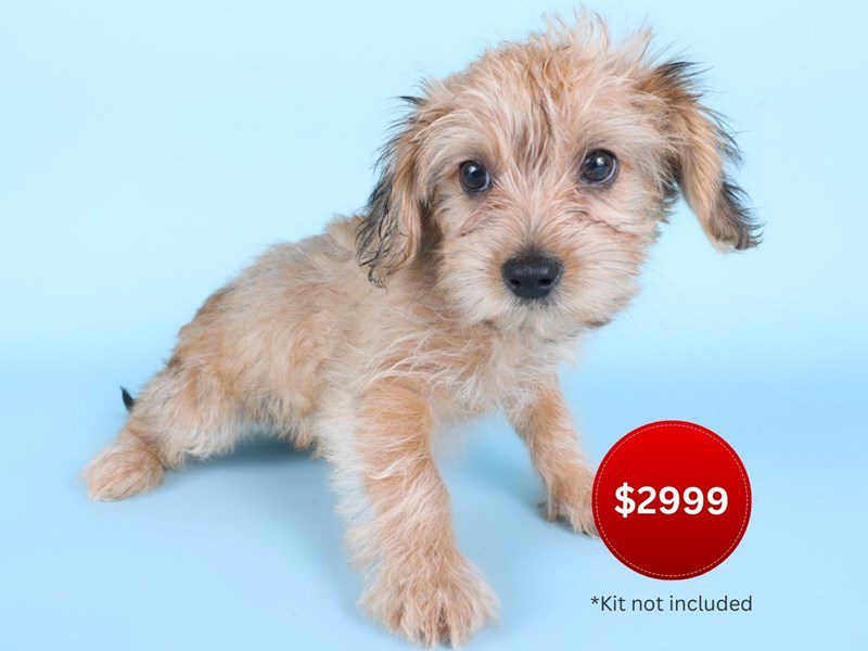 [#14932] Fawn Female Morkiepoo Puppies For Sale #3