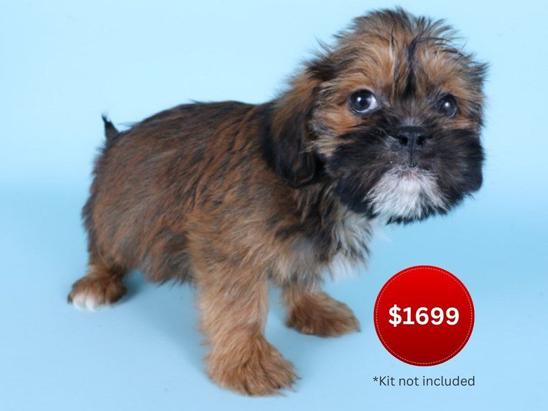 [#14921] Belge Male Shiffon Puppies For Sale #4