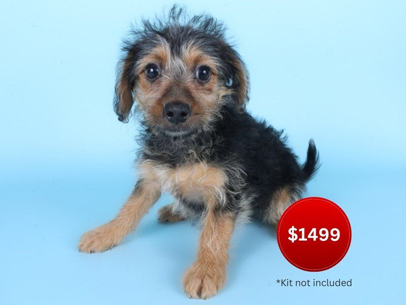 [#14931] Black & Tan Female Morkiepoo Puppies For Sale #3