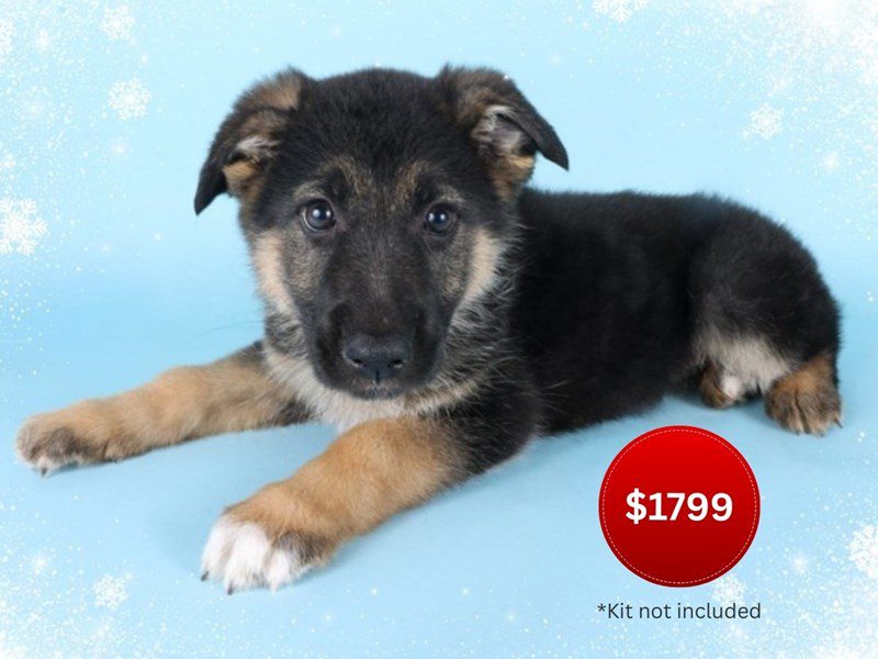 [#14843] Black & Tan Female German Shepherd Puppies For Sale #3