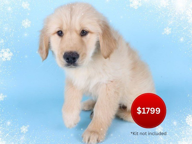 Golden Retriever-Dog-Male-Golden-5080675-XO PUPS