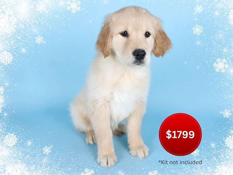 Golden Retriever-Dog-Female-Golden-5080678-XO PUPS