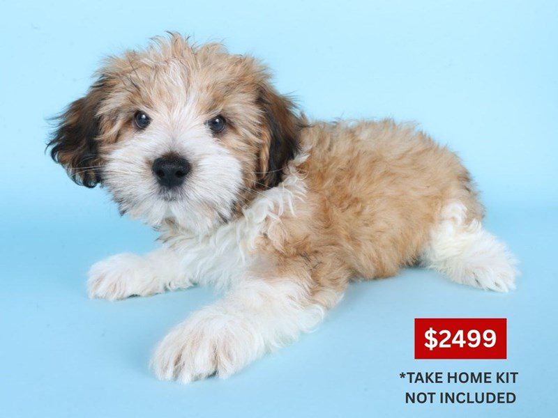 [#14929] Fawn and White Male Morkiepoo Puppies For Sale #3