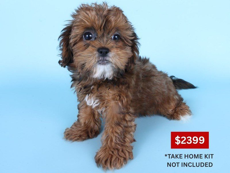 [#14868] Red Sable Female Shihpoo Puppies For Sale #4
