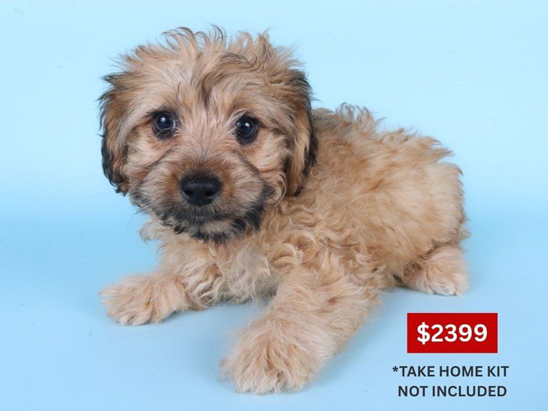 [#14930] Fawn Female Morkiepoo Puppies For Sale #3