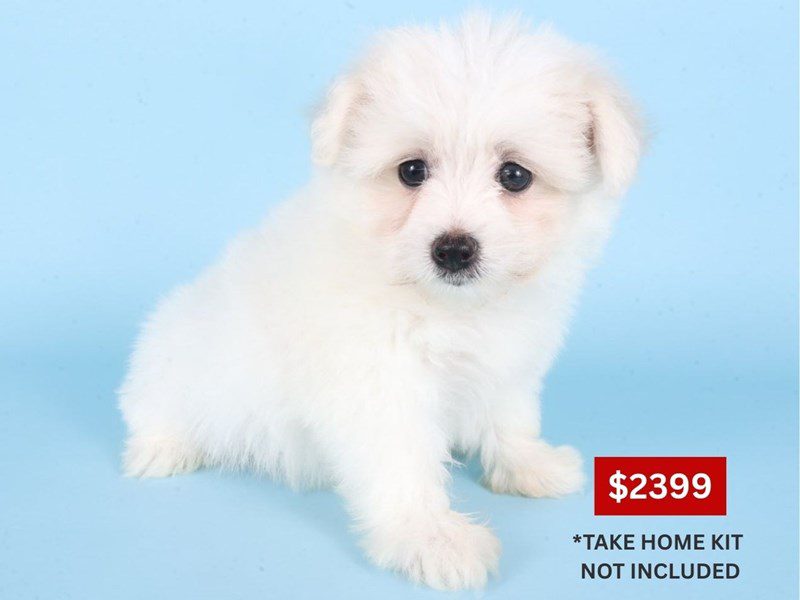 [#14888] White/Cream Female Pomapoo Puppies For Sale #3