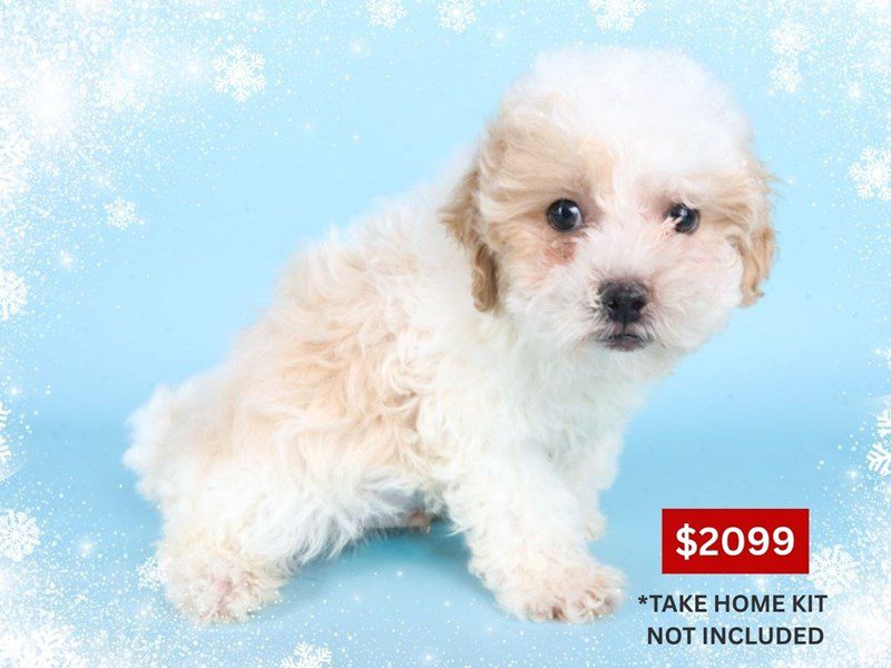 [#14854] Apricot & White Male Maltipoo Puppies For Sale #3