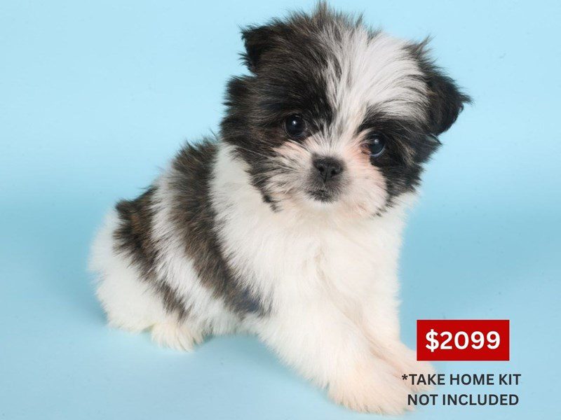 [#14865] Brindle / White Female Pom-Shi Puppies For Sale #4