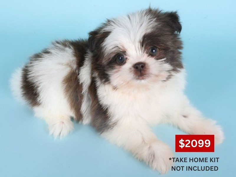 [#14866] Female Pom-Shi Puppies For Sale #4
