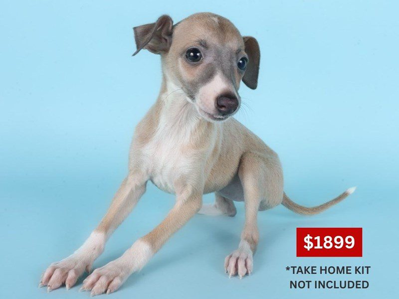 [#14874] Tan/White Female Italian Greyhound Puppies For Sale #3