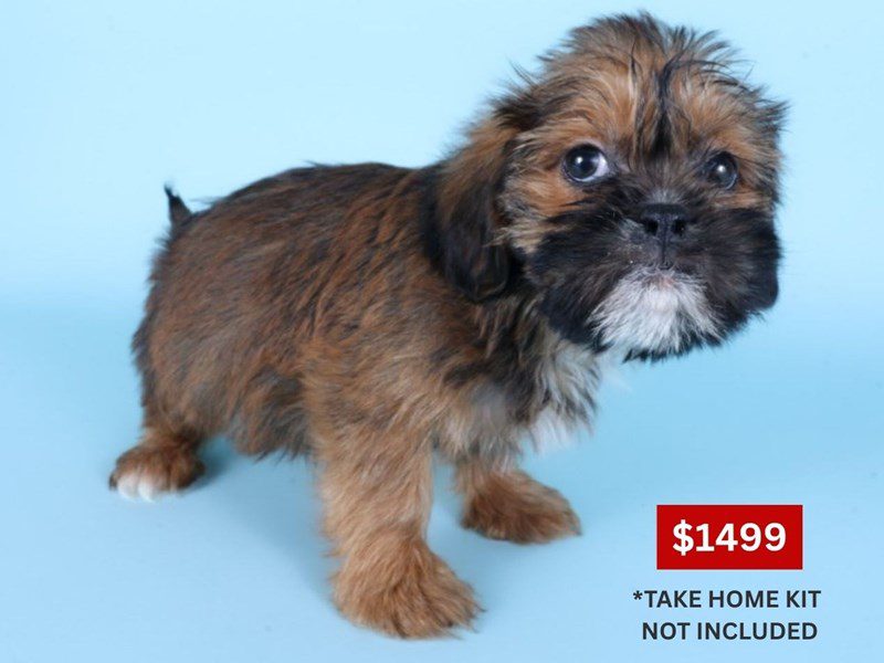 [#14921] Beige Male Shiffon Puppies For Sale #4