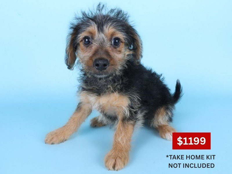 Morkiepoo-Dog-Female-Black & Tan-5087870-XO PUPS