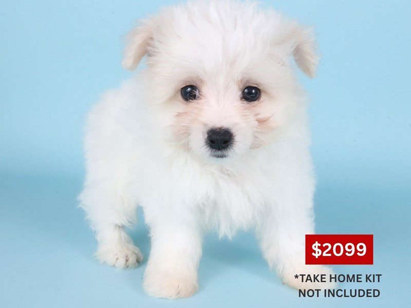 [#14889] White/Cream Female Pomapoo Puppies For Sale #3