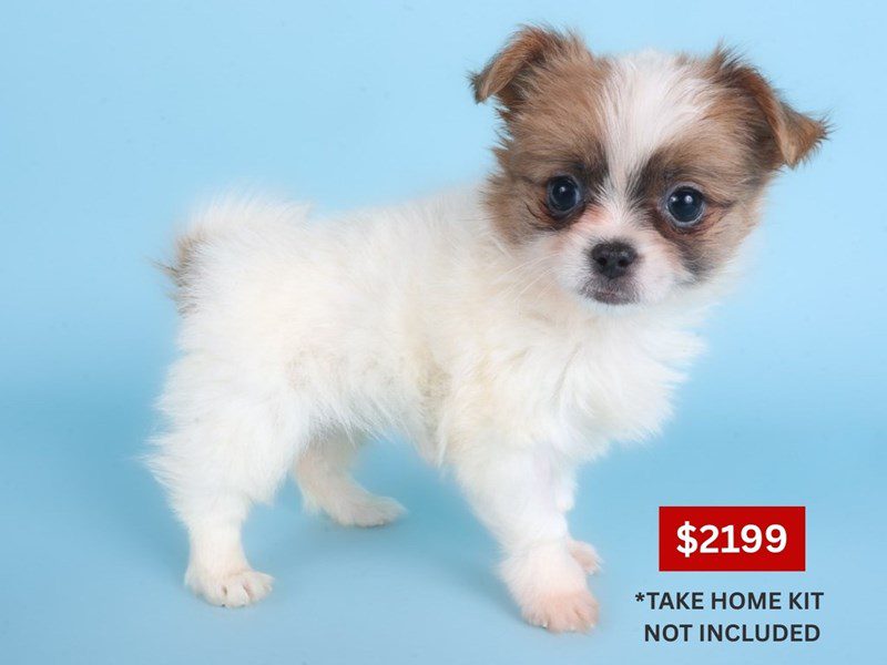 [#14864] Lavender Female Pom-Shi Puppies For Sale #4