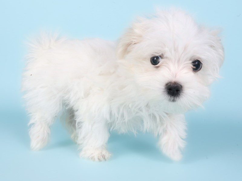 [#14902] White Female Maltese Puppies For Sale #3