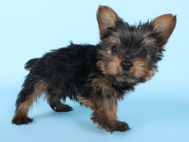 Yorkshire Terrier-Dog-Male-Black / Gold-5088486-XO PUPS