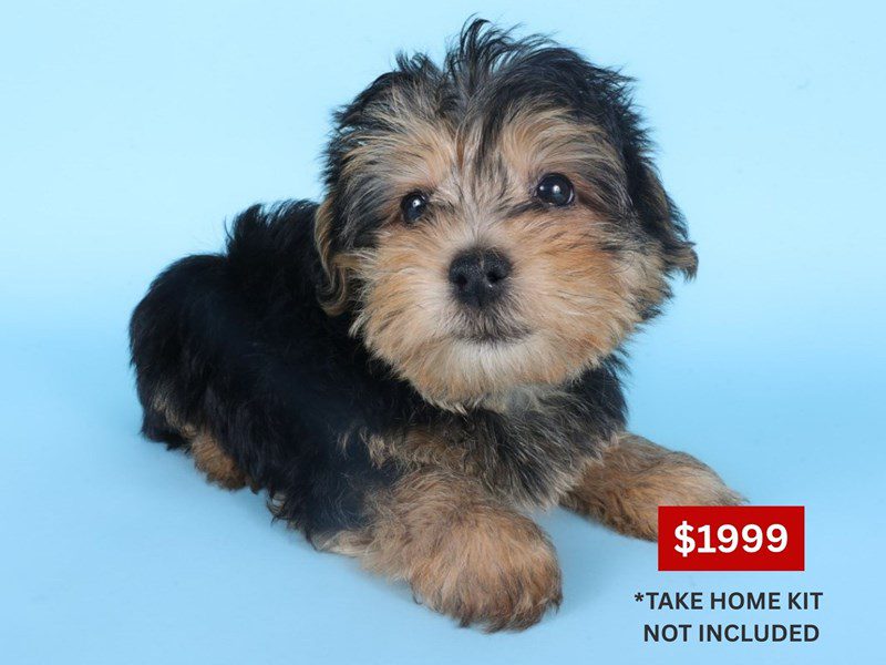 [#14873] Black/Tan Male Yorkiepoo Puppies For Sale #3