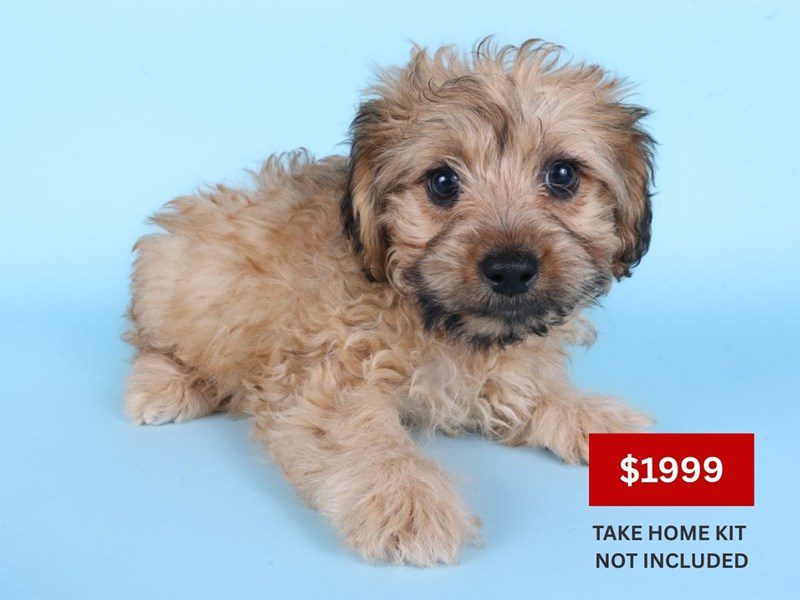 [#14930] Fawn Female Morkiepoo Puppies For Sale #3