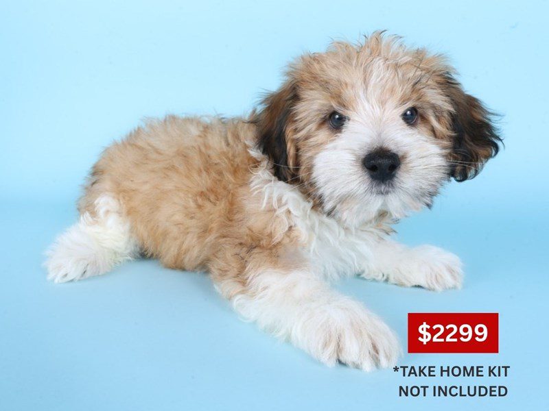 [#14929] Fawn and White Male Morkiepoo Puppies For Sale #3