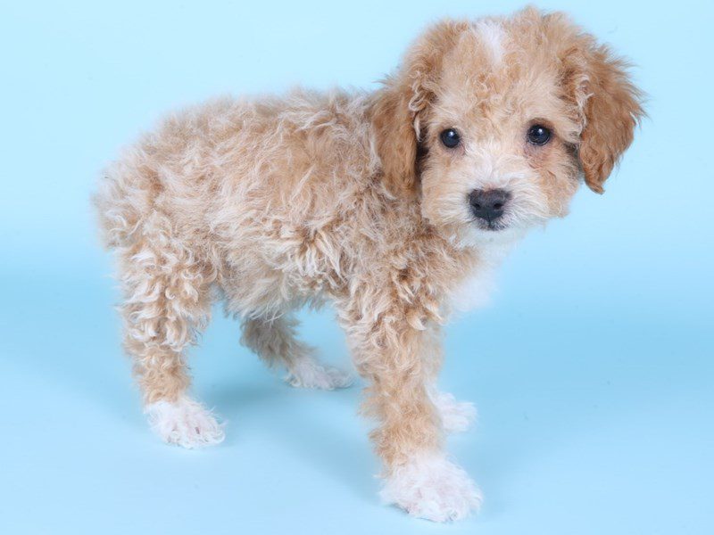 Miniature Poodle-Dog-Male-Apricot-5091014-XO PUPS