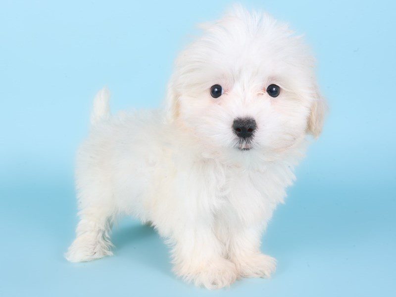 [#14940] Cream / White Female Maltipoo Puppies For Sale #3
