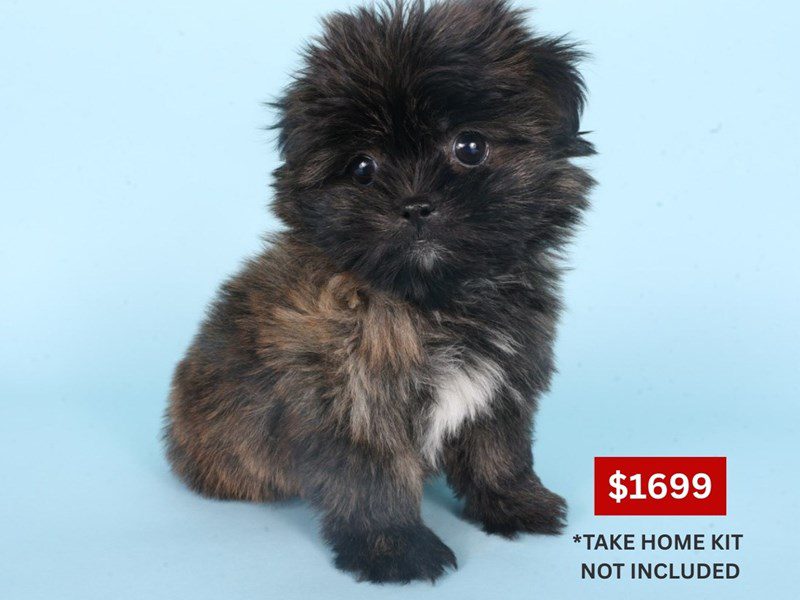 [#14867] Brindle Male Pom-Shi Puppies For Sale #4