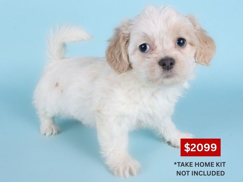[#14908] Cream & White Female Shihpoo Puppies For Sale #3
