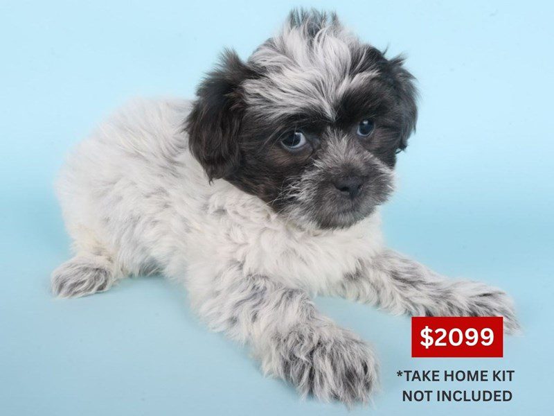 [#14907] Blue & White Female Shihpoo Puppies For Sale #3