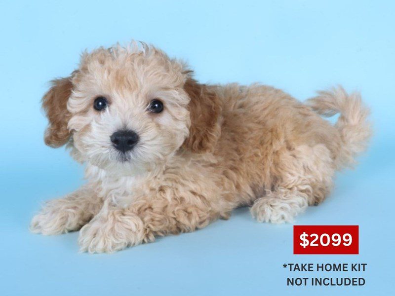 [#14882] Apricot Male Cotonpoo Puppies For Sale #3