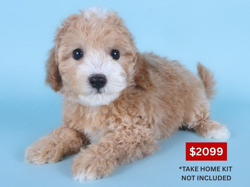 [#14880] Apricot Female Cotonpoo Puppies For Sale #3