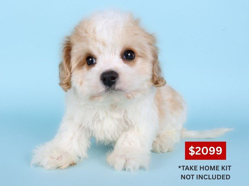 [#14875] White & Apricot Male Cavachon Puppies For Sale #3