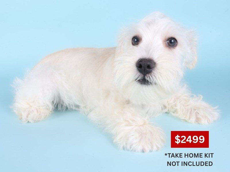 [#14899] White Male Miniature Schnauzer Puppies For Sale #4