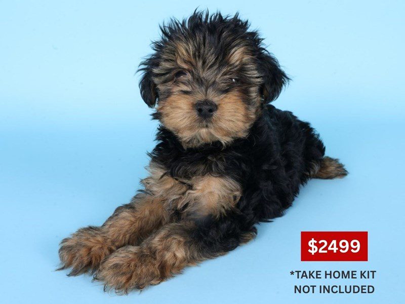 [#14933] Black & Tan Male Morkie Puppies For Sale #3