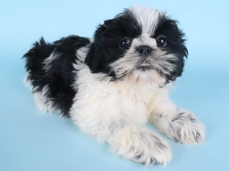 [#14897] Black Male Shih Tzu Puppies For Sale #3