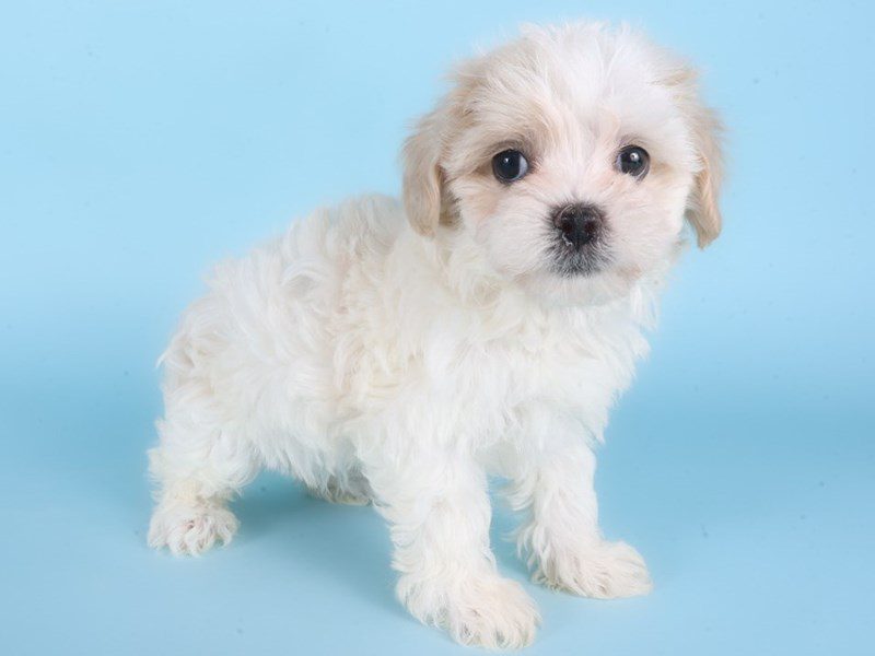 [#14903] Apricot & White Parti Female Maltipoo Puppies For Sale #2
