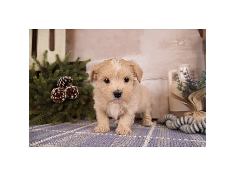 [#14942] Apricot Male Maltipoo Puppies For Sale #2