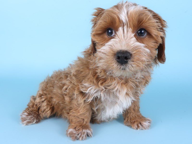 [#14943] Apricot Male Yorkiepoo Puppies For Sale #3