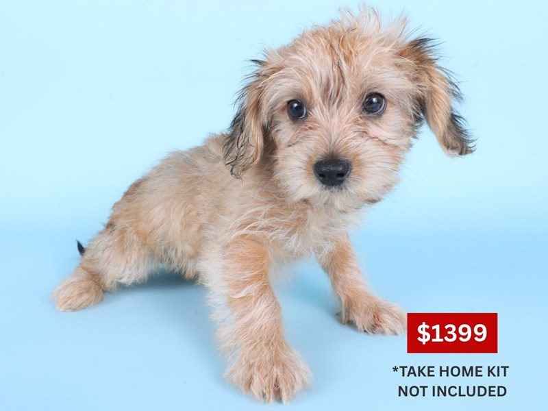 [#14932] Fawn Female Morkiepoo Puppies For Sale #3