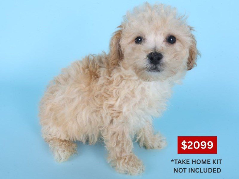 [#14885] Apricot Male Poochon Puppies For Sale #3