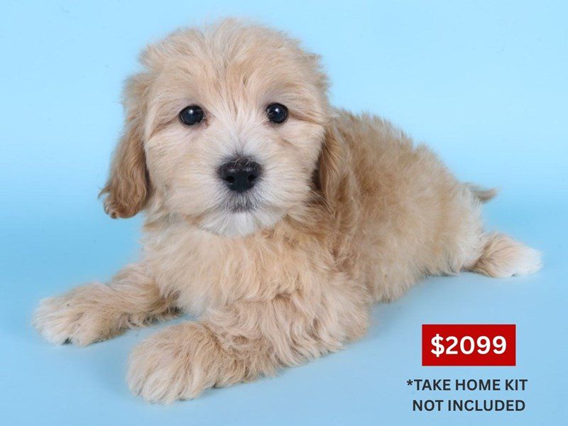 [#14877] Apricot Male Lhasapoo Puppies For Sale #3